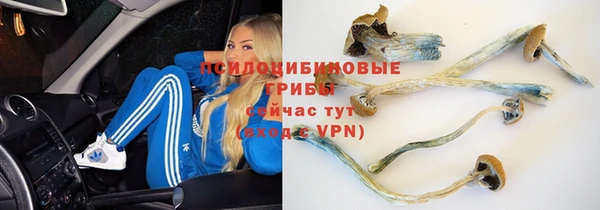 прущие грибы Белокуриха